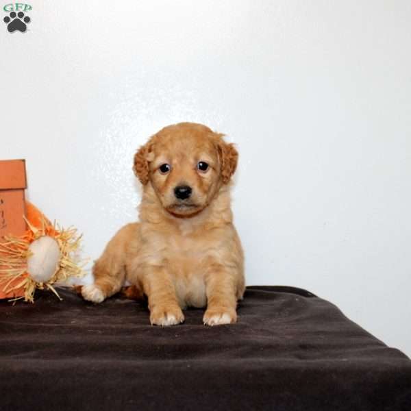 Primrose, Mini Goldendoodle Puppy